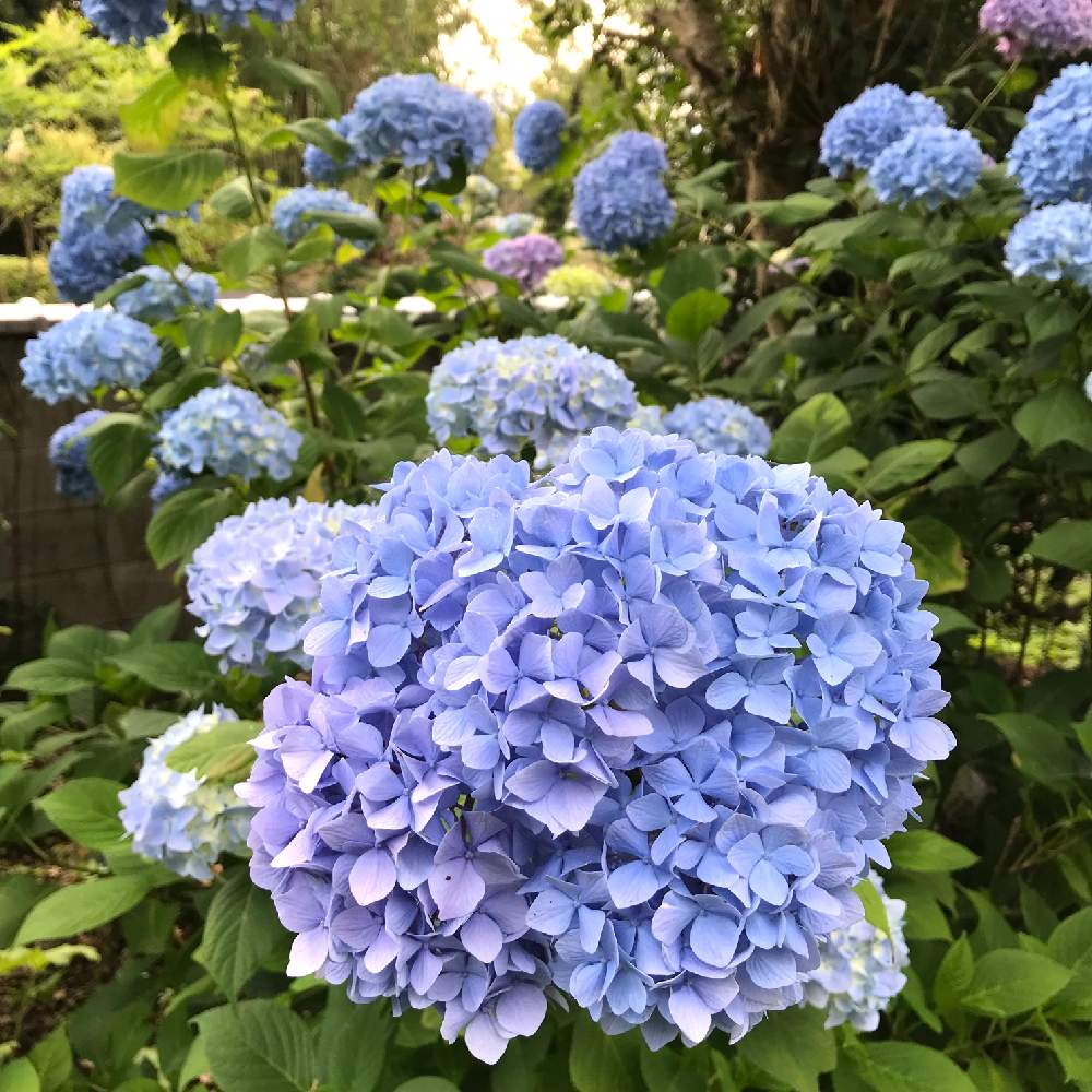 広い庭の画像 by ちっちさん | 広い庭とアジサイと紫陽花とあじさい ブルーと紫陽花 アジサイ あじさいと花のある暮らしと『あじさい2019』フォトコンテストと6月の花