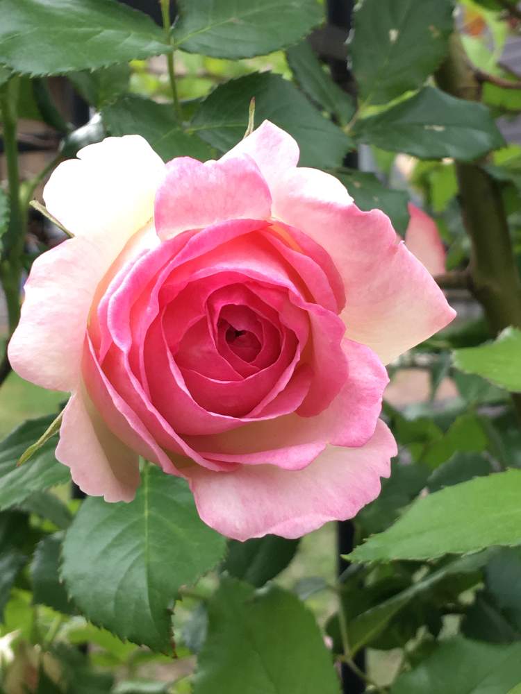 小さな庭の画像 by はまとんさん | 小さな庭とバラ ピエールドゥロンサールとばら バラ 薔薇と見ごろとGS映えとまんまると大輪系と色がステキすぎると花のある暮らしとかわいいとバラ・ピエールドゥロンサール