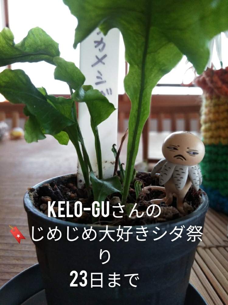 部屋の画像 by きゅうちゃんさん | 部屋と観葉植物とヒグチユウコフィギュアと普及シダを愛でる会とそばちょこファンとツチグリ研究所とじめじめ大好きシダ祭り