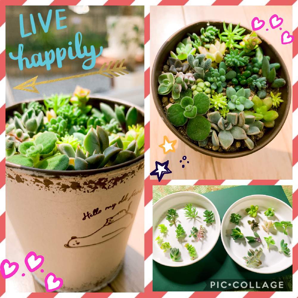 バルコニー/ベランダの画像 by miiさん | バルコニー/ベランダと多肉植物とちまちまとみどりのある暮らしとカット苗と多肉祭りとがんばれ!がんばれ!と大きくなれよ~と賃貸と葉っぱ中毒と寄植えとちま寄せと今日からうちの子とかわいいヤツとちまちま寄せ