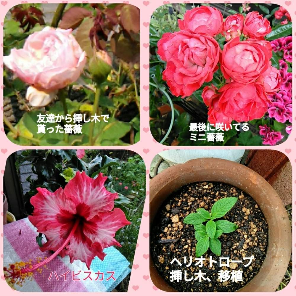 小さな庭の画像 by メリーさん | 小さな庭とハイビスカスと薔薇とミニ薔薇☆とヘリオトロープ(挿し木)と宿根草♪と鉢植えと花のある暮らしと狭い花壇と地植え