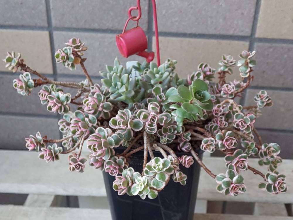 バルコニー/ベランダの画像 by 媛だるまさん | バルコニー/ベランダとコーカサスキリンソウトリカラーと多肉植物とスマホ撮影と群生株と瀬戸内多肉同好会とGS映えとGS日和と多肉女子とタニラーとうどん県人会とsucculent