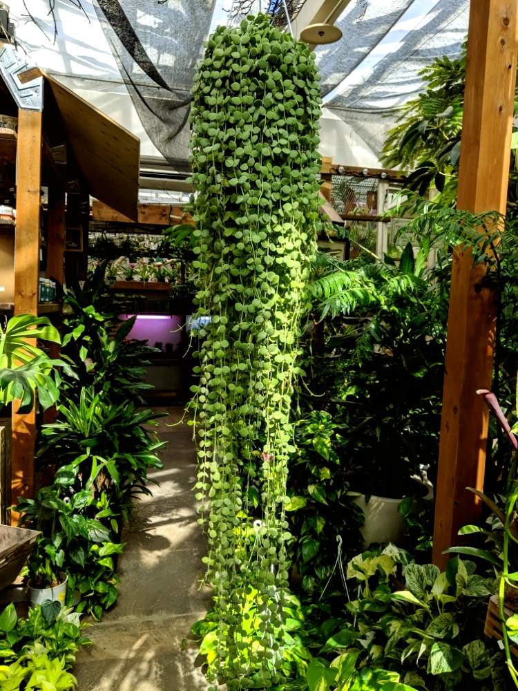 お出かけ先の画像 by あかね♪さん | お出かけ先とディスキディアヌンムラリアと食虫植物と花のある暮らしと多肉女子とGREEN UP!