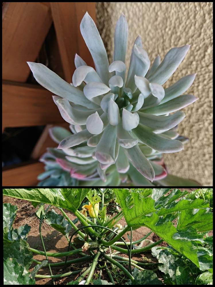 小さな庭の画像 by りんさん | 小さな庭と花立田とズッキーニとりん宅野菜と多肉植物と東北の6月と東北の夏と家庭菜園奮闘日記とりん宅の令和元年とホッと一息な多肉時間