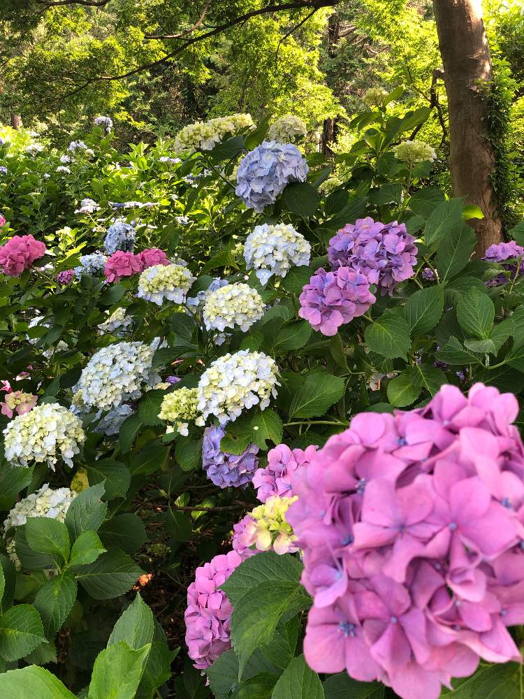 お出かけ先の画像 by naruさん | お出かけ先と花の写真と可愛い花と紫陽花 アジサイ あじさいと可愛い〜♡と形原温泉あじさいの里と『あじさい2019』フォトコンテスト