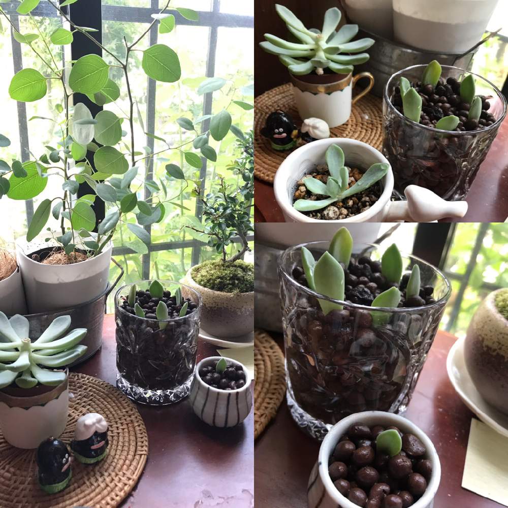 部屋の画像 by manabenoLMさん | 部屋とシャイデッケリとウメとユーカリ ポポラスと多肉植物とシャイデッケリーと緑が好きと和風ティストと家庭菜園と初心者とナス科と植中毒と緑のある暮らしと庭木と多肉女子とハーブのある暮らしと夫婦でと実のなる木と花のある暮らしと家庭菜園奮闘日記と盆栽とGREEN UP!とウメの木とインテリアグリーン