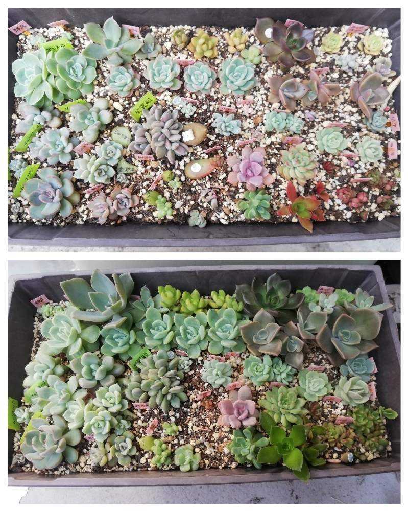 バルコニー/ベランダの画像 by りっかさん | バルコニー/ベランダと多肉植物と多肉大好きと神奈川タニラーと可愛い多肉ちゃん❤︎と神奈川県と多肉の赤ちゃん♡と多肉多肉多肉多肉多肉‼と神奈川の多肉と多肉多肉多肉とぶっこみ鉢と葉ざしからの赤ちゃん多肉