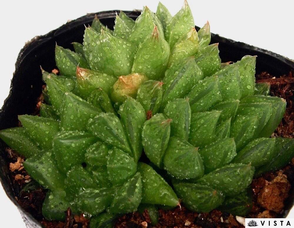 バルコニー/ベランダの画像 by 多肉植物専門店ビスタさん | バルコニー/ベランダと令和最初の植物と多肉植物と多肉男子と観葉植物と通販専門店とハオルチア属とお誘いとGS映えと今日の一枚と植物男子ベランダーとハオルシア属 と多肉女子とナウシカとタニラーとガーデニングとハオルチア(ハオルシア)女子と珍奇植物と花のある暮らしとGREEN UP!と多肉初心者とバルコニスト