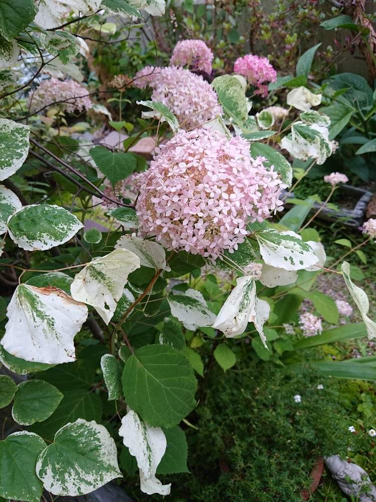 の画像 by plantsさん | フレンチテイストとアンティークとナチュラルアンティークと紫陽花 アジサイ あじさいと植中毒と『あじさい2019』フォトコンテストとガーデニングと小さな小さな庭と花のある暮らしとジャンクガーデンとシャビーシックと大人可愛い