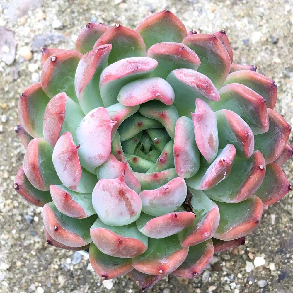 の画像 by 多肉植物専門店 RuPo“ルポ”さん | 令和最初の植物と多肉の寄せ植えと花歌農場パクさん苗とパクさん苗フェアとルポさんとRUPOと紅葉する多肉とRuPoさんと和歌山とGreenSnapmarcheとパクさん苗と花のある暮らしとルポとユーフォルビアとRUPOさんの多肉と多肉寄せ植えと下和佐