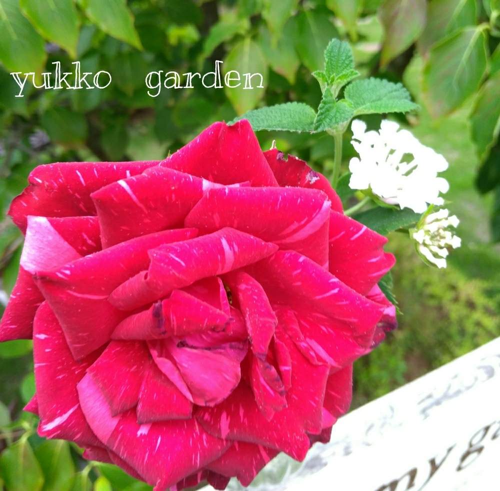広い庭の画像 by ゆったりゆっこさん | 広い庭と薔薇と赤い花と薔薇♪とウフフと咲いたよ