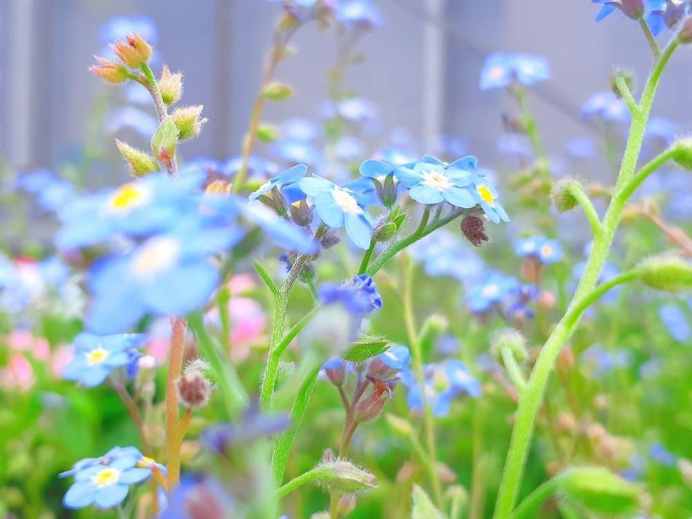 お出かけ先の画像 by shirotoさん | お出かけ先とワスレナグサと勿忘草と好きな花と好きな色と花言葉と花のある暮らしとかわいいと毎日癒されますと夜更かし