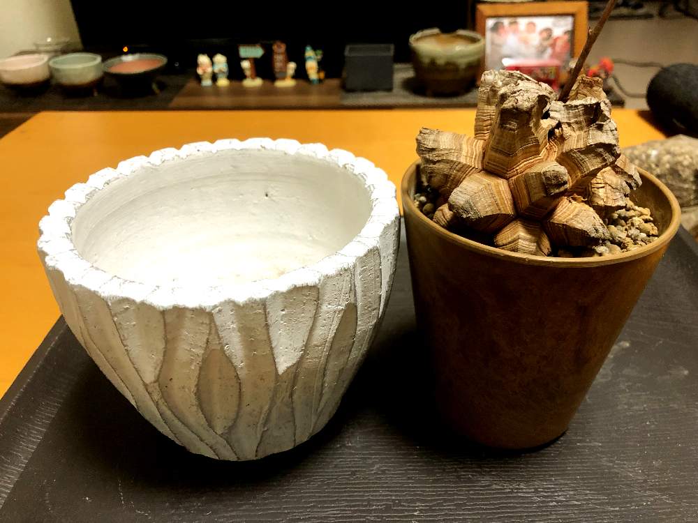 部屋の画像 by タケシ(・∀・)さん | 部屋とディオスコレア 亀甲竜と植え替え待ちとそろそろ休眠と新しい鉢とコーデックスと植中毒と春秋型と成長記録と室内管理とビザールプランツ