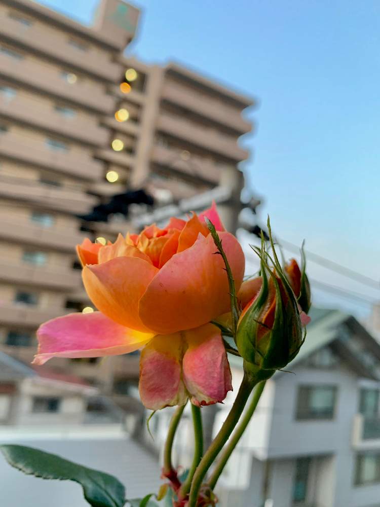 バルコニー/ベランダの画像 by まきゅんさん | バルコニー/ベランダとバラとバラ ランタンシトロイユと咲いた!とつぼみとバラを楽しむとカインズバラコンテスト2019