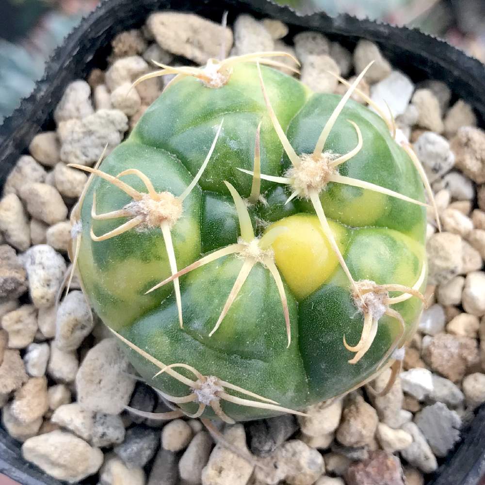 バルコニー/ベランダの画像 by たねさん | バルコニー/ベランダと海王丸錦とGymnocalycium denudatum var.paraguayensisとサボテン科と福岡とたねんちのギムノとギムノカリキウム属とたねんちのサボとGymnocalyciumとたねんちの錦と斑入り。