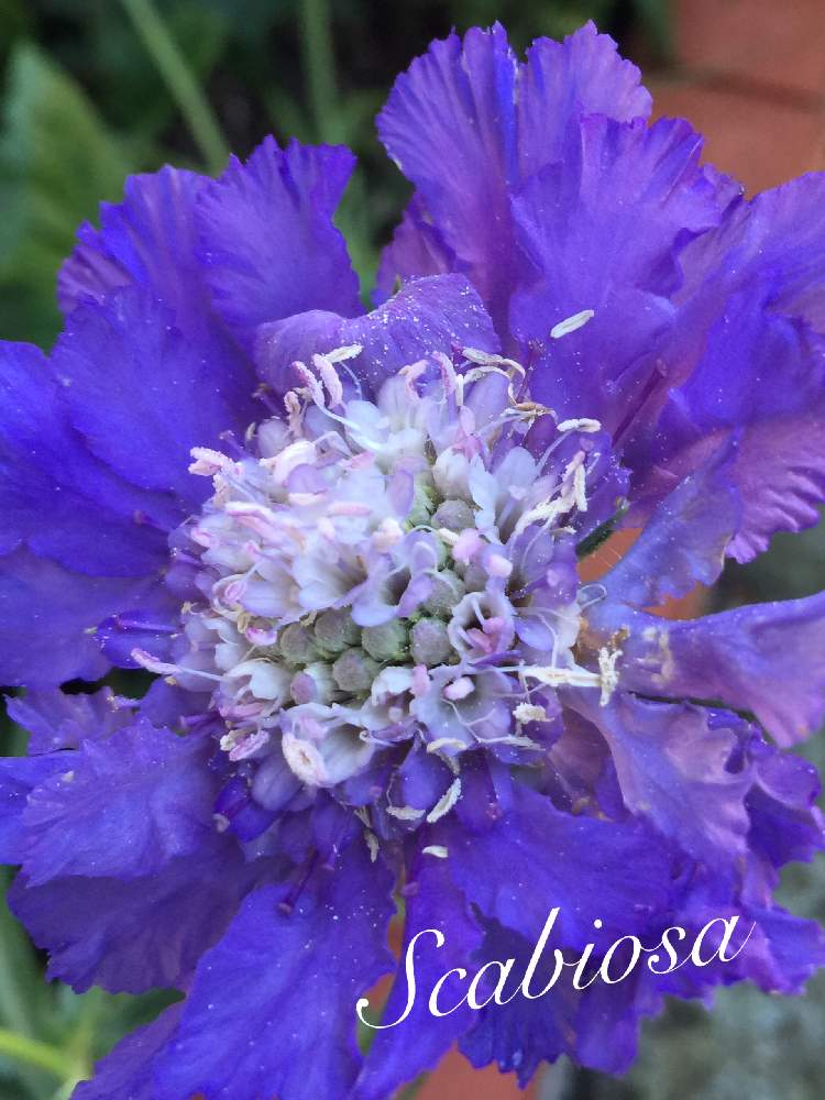 小さな庭の画像 by qoosukeさん | 小さな庭とスカビオサとムラサキ色の花と花壇とアップ写真とお庭を彩るお花・樹木フォトコンとマイガーデンとGS映えとナチュラルガーデンと多年草と宿根草♪とガーデニングと花のある暮らしとお花好きとスマホ撮りと地植え