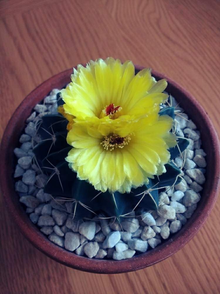 キッチンの画像 by 植物博士さん | キッチンとサボテン科とサボテンの花と花のある暮らし
