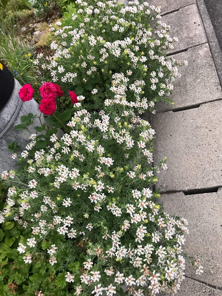 の画像 by ぶーちゃんさん | ロータスブリムストーンと山形と観葉植物とGS映えとGS日和と花のある暮らしとGREEN UP!と夫婦揃って植中毒と山形多肉