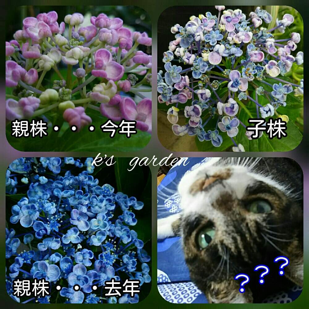 小さな庭の画像 by kikorinさん | 小さな庭とオタフクアジサイとネコのいる暮らしと癒される♡とお気に入り♡とあじさい大好きとこの季節が好き❤と鉢植えと私の癒し系達♡と花のある暮らしとかわいいな♡
