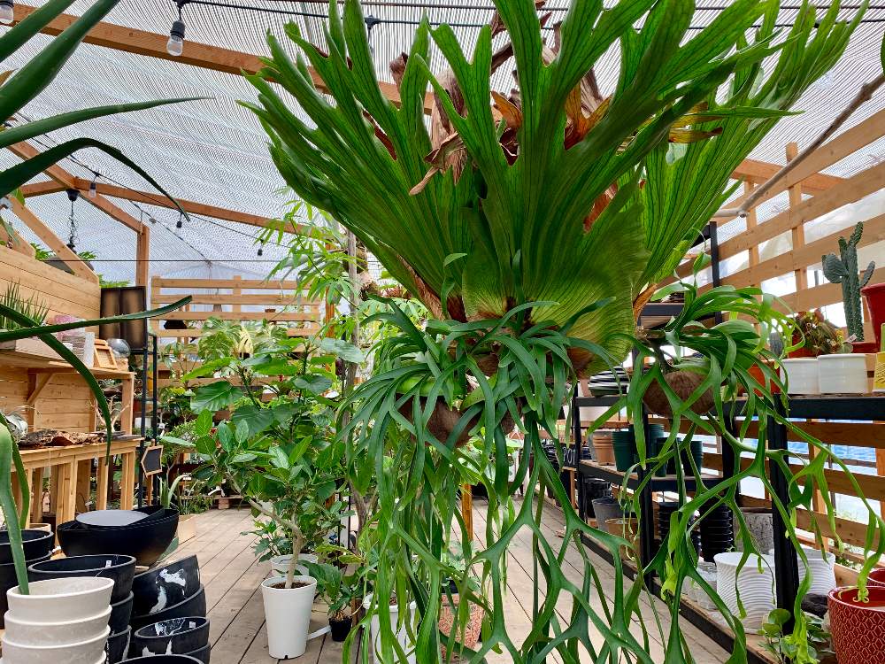 インテリアの画像 by Flower Villageさん | インテリアとインドアグリーンと着生植物と コウモリラン と観葉植物とボタニカルライフとビカクシダ・リドレイとベランダガーデニングと ビカクシダと鷺沼とベランダガーデンとビカクシダコロナリウムと植中毒とコロナリウム特大株とフラワービレッジとビフルカツムとプラティケリウム・ウィリンキーとシダ植物と神奈川県とflowervillageとビカクシダ属