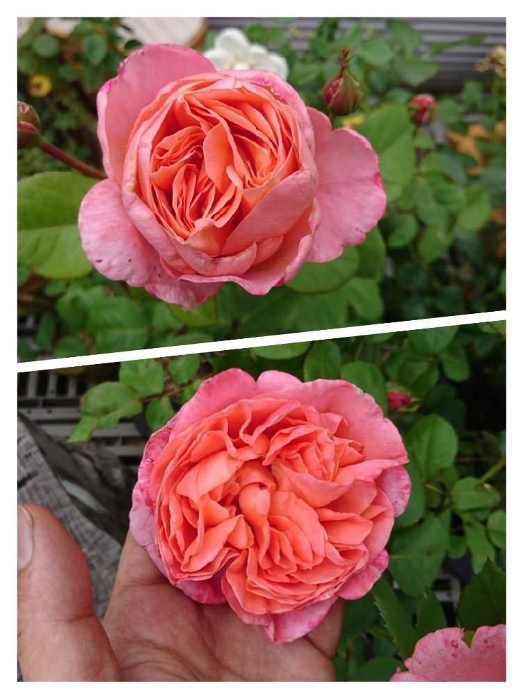 小さな庭の画像 by 夢と緑を運ぶ店ホピー㈲鈴蘭園さん | 小さな庭と植物のある暮らしと当店お勧めバラとGS映えとGS日和と植中毒とガーデニングと花のある暮らし