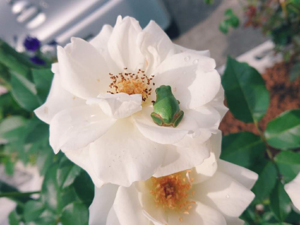 小さな庭の画像 by 92さん | 小さな庭とアイスバーグとばら バラ 薔薇と植物中毒患者とお庭を彩るお花・樹木フォトコンと植物とアイスバーグ!と植中毒と完全に植中毒と美しいとバラの季節と白い花とカエル