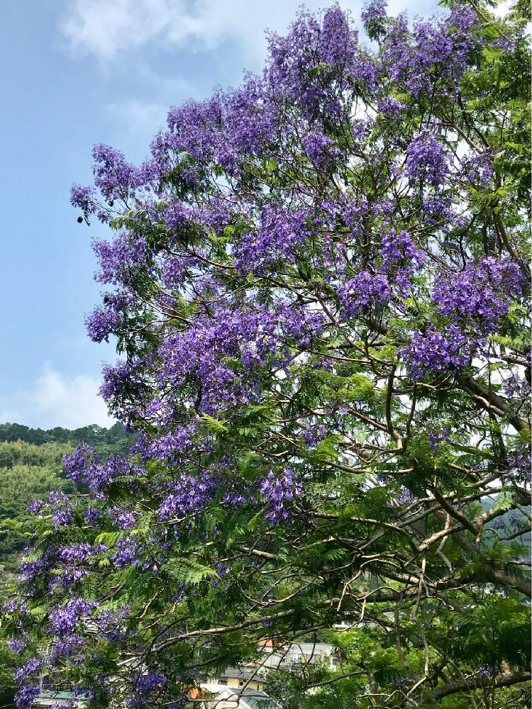 お出かけ先の画像 by やま7さん | お出かけ先と青紫色の花といい天気とさがしもとめてと ジャカランダと素敵な色❤と花のある暮らしと初めてとあおぞら