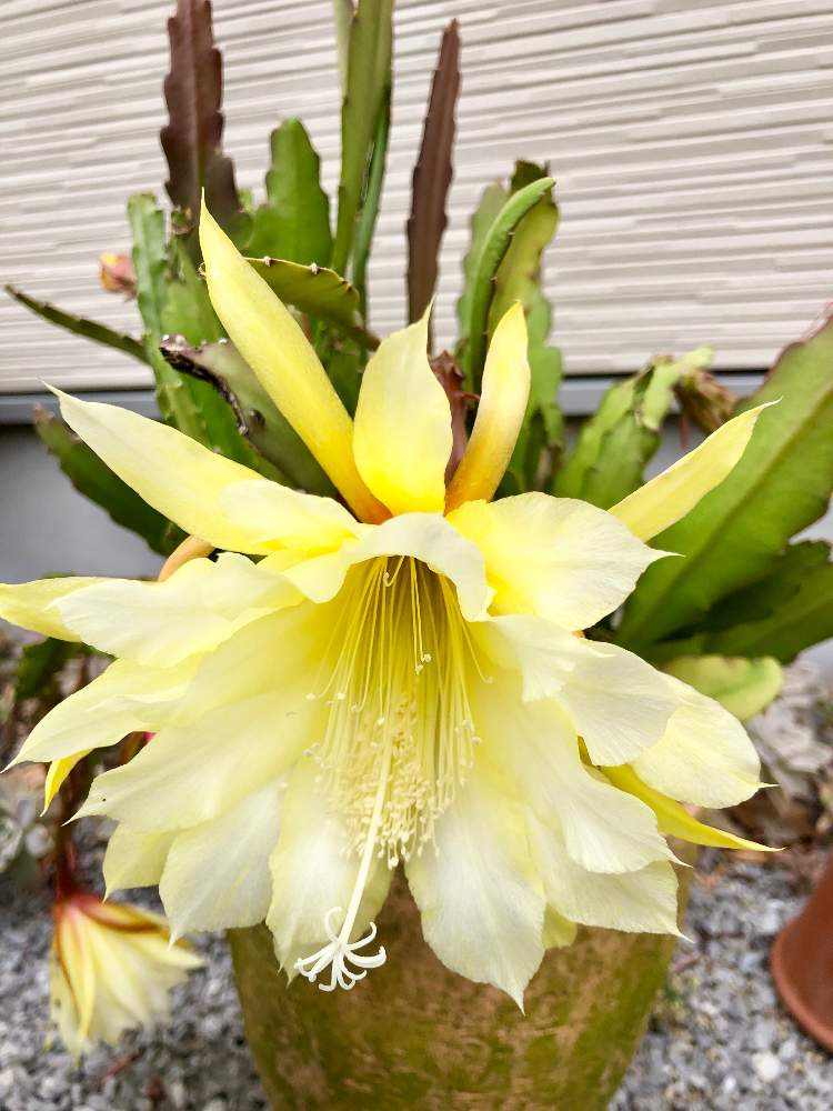 小さな庭の画像 by みどりんさん | 小さな庭と多肉植物とWEEKEND FLOWERとイッタラとGS映えとGS日和と植中毒と今日のお花とエケベリア女子と多肉女子とタニラーとGreenSnapmarcheとイヌとグリーンと花のある暮らしとGREEN UP!とアウトドアリビングと多肉かご寄せとバルコニスト