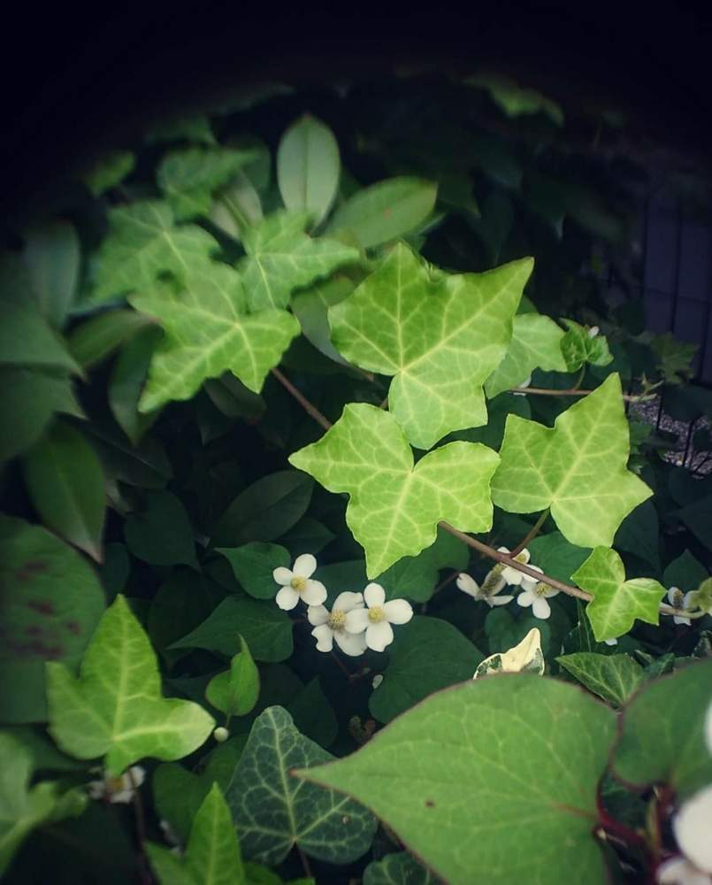 の画像 by cherry♥sageさん | ドクダミとヘデラとマクロレンズとお写んぽと清楚と植中毒と今日のお花と綺麗と散歩道と道端とお散歩とかわいいな♡とマクロンロン♬£ονё♥と雑草親善大使