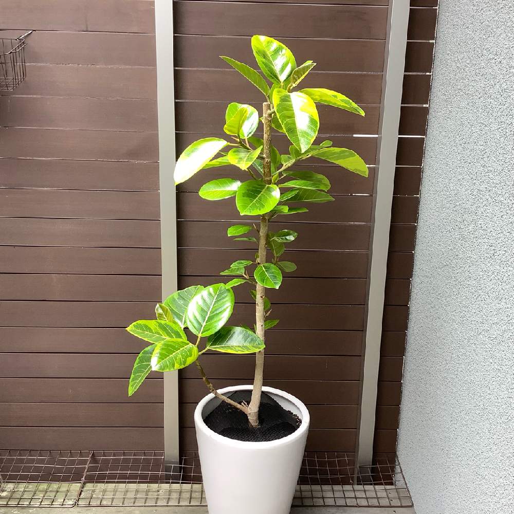 テラスの画像 by greenknitさん | テラスとフィカス アルティシマとフィカス・アルテシマと観葉植物とアルテシマ仕立て直しとグリーンのある暮らしと強剪定とno green no life