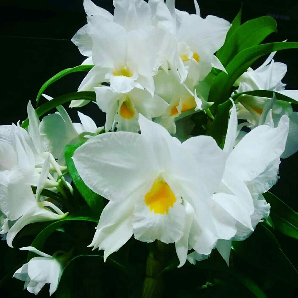インテリアの画像 by tabbynさん | インテリアとみどりのある暮らしと開花中とラン類と植物のある暮らしとorchidとデンドロビウムフォーミデーブルとデンドロビウム 洋ランとデンドロビウム属と花のある暮らしとDendrobium