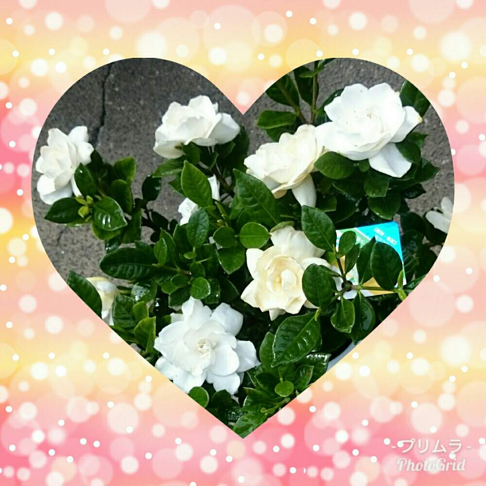 玄関の画像 by r.さくら.rさん | 玄関とクチナシとクチナシの花♡とGS映えとクチナシ♡と鉢植えとガーデニングと花のある暮らしとお花とステキなお庭と相談
