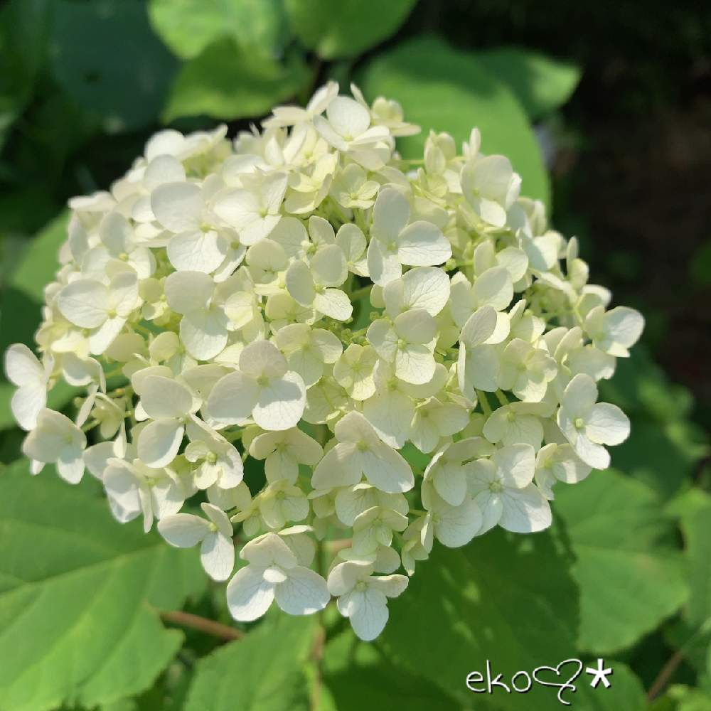 小さな庭の画像 by ekoさん | 小さな庭と京都タニラーとeko♥︎︎∗︎の紫陽花と紫陽花 アジサイ あじさいと植中毒と信楽狸倶楽部とタニラーと花のある暮らしとバルコニスト