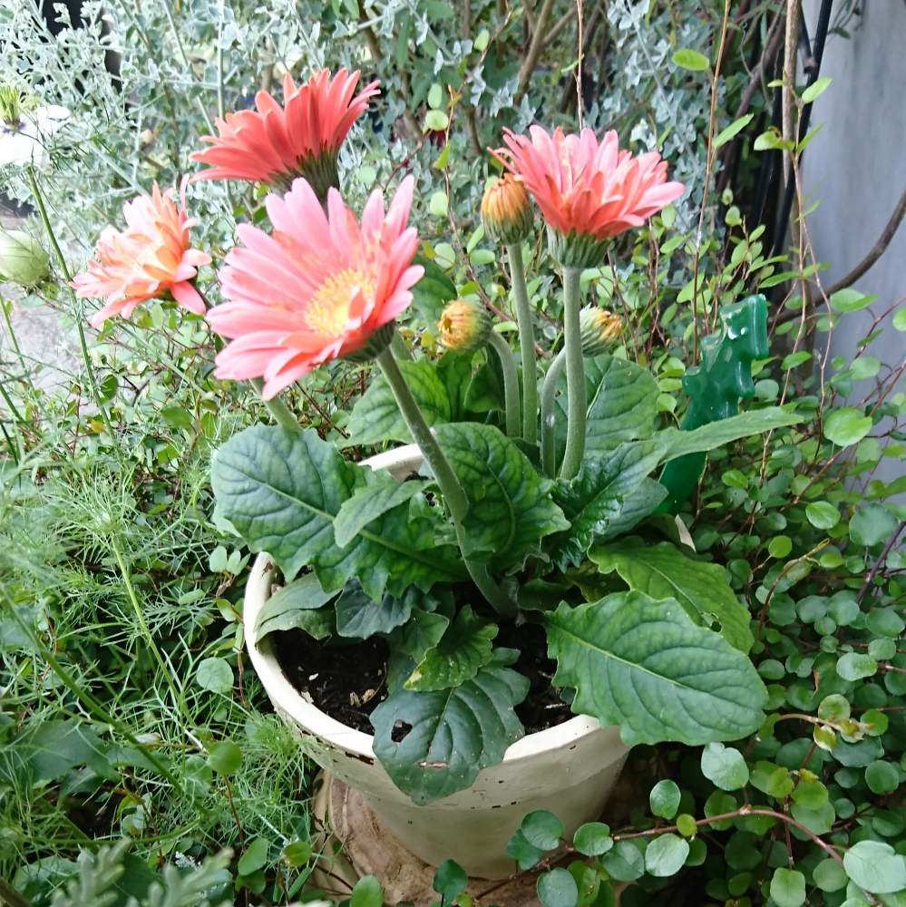アプローチの画像 by Decopokoさん | アプローチとガーベラと植物のある暮らしと癒しと元気もらえるとサーモンピンクの花と鉢植えとたまらん!と可愛いと花のある暮らしと楽しみ〜