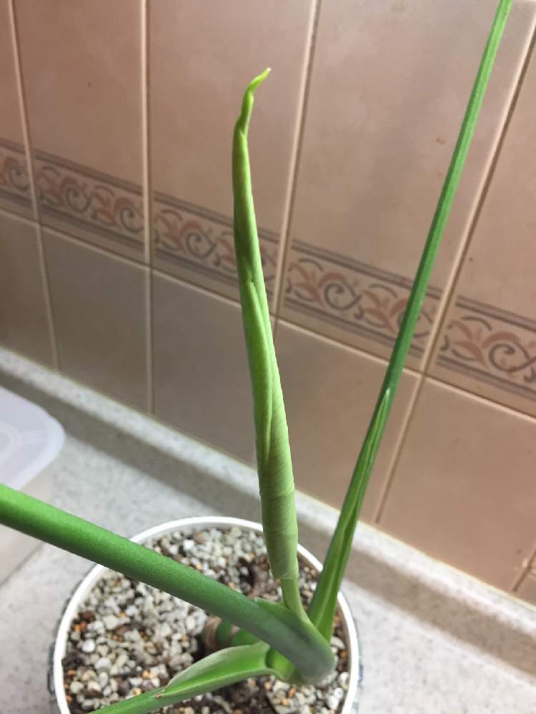 の画像 by カフェモカさん | モンステラとみどりのある暮らしと観葉植物と待ち遠しいと多肉女子と葉っぱの赤ちゃんと花のある暮らし
