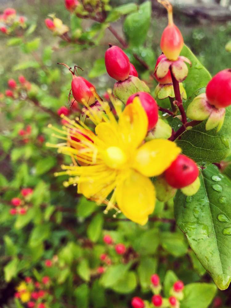 お出かけ先の画像 by りりーさん | お出かけ先とヒペリカムと裏庭と山木と6月の花木とさんやそうと可愛い花と可憐と花木と庭の花木と道端の花と散歩道と緑の葉と赤い花とガーデニングと花のある暮らし