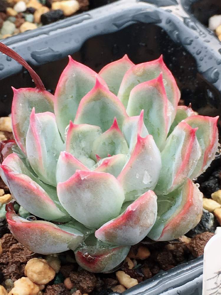 インテリアの画像 by はる succulents forestさん | インテリアとエケベリアとエケベリア エゲリアとエケベリア属と多肉女子と❤️いいね、ありがとうと育てやすい多肉植物と花のある暮らしとGREEN UP!