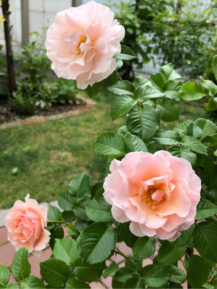 小さな庭の画像 by rosa sさん | 小さな庭とツイッギーズローズとばら バラ 薔薇とカインズバラコンテスト2019とピンクの花とバラ 鉢植えと北海道でも越冬しますと花のある暮らしと北海道