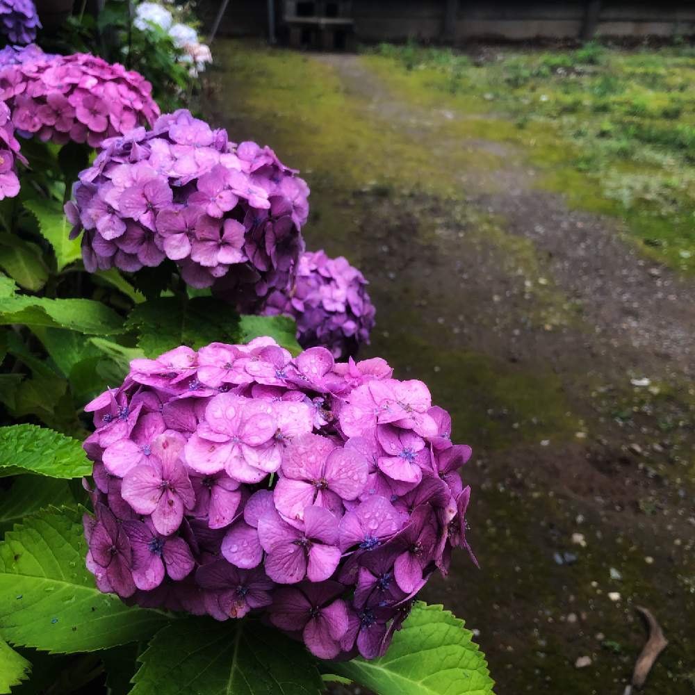 小さな庭の画像 by richrichさん | 小さな庭と紫陽花とminorinophotoと写真と素敵な休日と植物とまだまだ初心者と『あじさい2019』フォトコンテストとお花の目線とかわいいと雨の日
