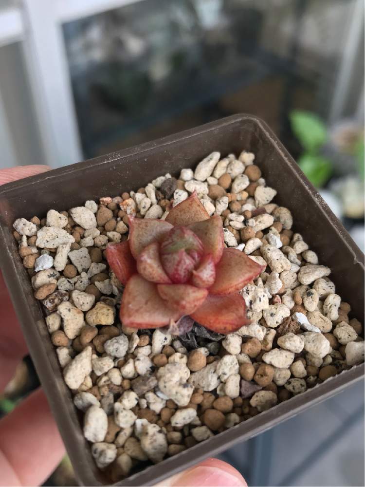 の画像 by ウクレレさん | 名前を教えて!と多肉植物とグランカクタス