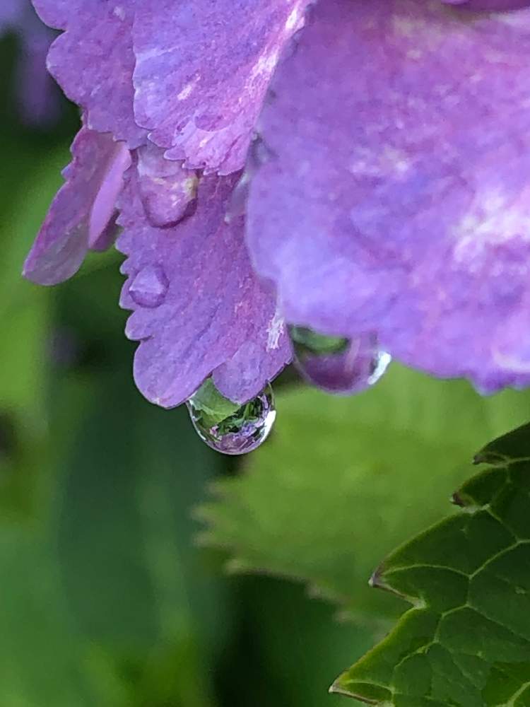 お出かけ先の画像 by Nanaさん | お出かけ先と雨上がりと紫陽花☆とムラサキの花と花のある暮らしとマイブームとGREEN UP!と秦野戸川公園と花としずく