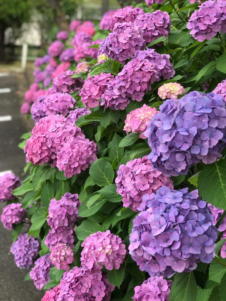 お出かけ先の画像 by azusaさん | お出かけ先と紫陽花 アジサイ あじさいとHappyな気分と季節のお花とハイドランジア♡と『あじさい2019』フォトコンテストと花のある暮らし