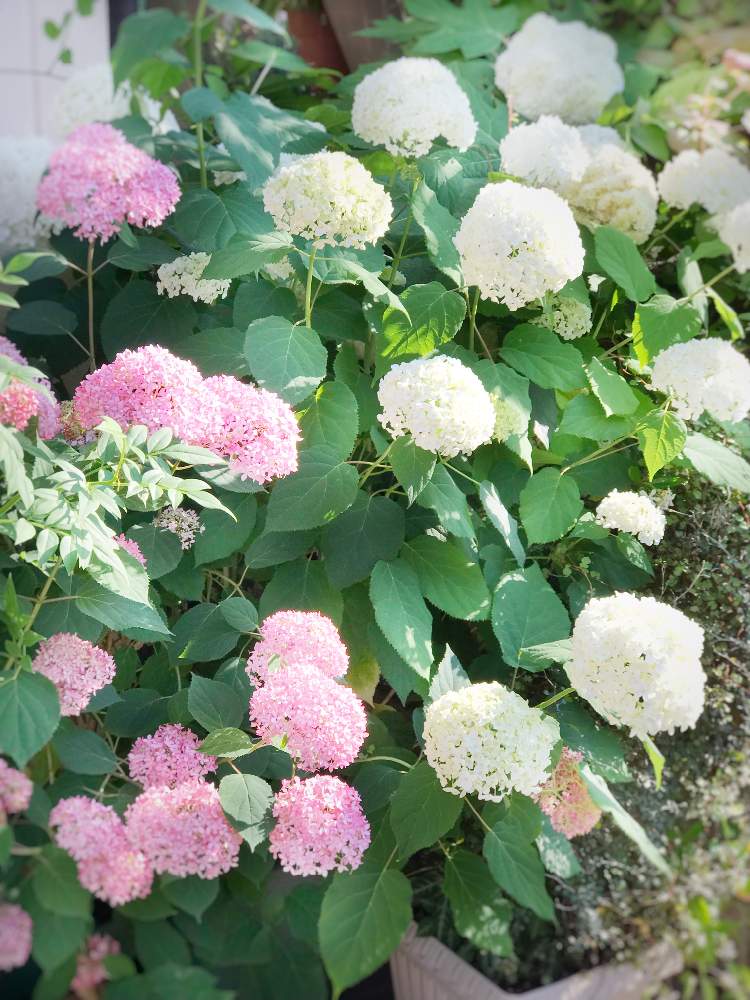 車庫の画像 by azusaさん | 車庫と紫陽花 アジサイ あじさいと植中毒とアナベル 紫陽花とHappyな気分と季節のお花とhappy pinkとハイドランジア♡と白いアジサイと鉢植えと『あじさい2019』フォトコンテストと花のある暮らしとピンクアナベル好き♡