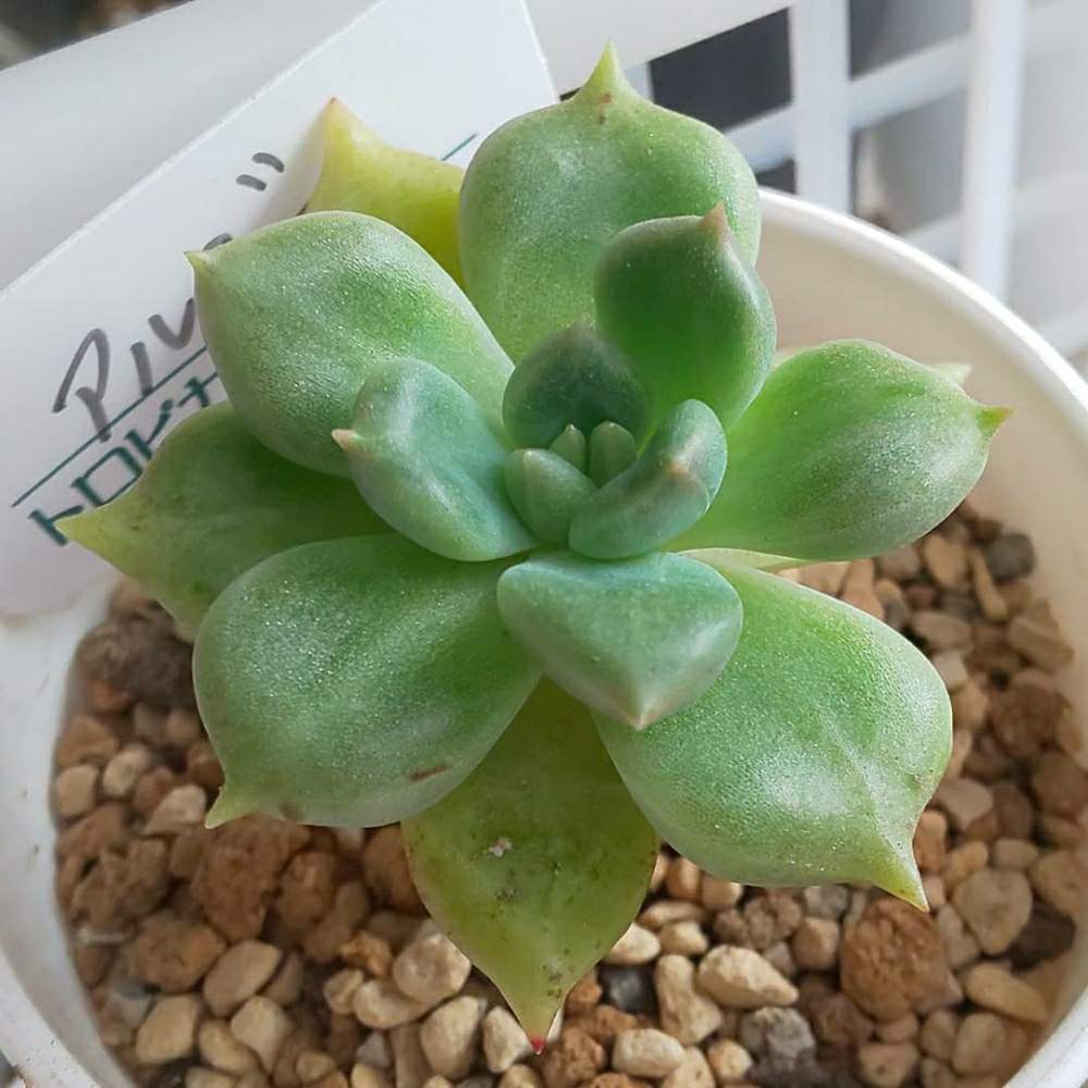バルコニー/ベランダの画像 by Succulent so cute ♥さん | バルコニー/ベランダとArijieとアルジェとチーム大阪とno green no lifeとお気に入り~✴️と夏色多肉と春の多肉ちゃんとエケベリア属とcute ♥️ アルジェとスマホ撮影加工なしとsucculent so cute ♥️とチームグリーンとgreenとSucculent Lifeとenjoy botanical life ♥️とcute ♥️ エケとso cute garden ♥️とGS萌え~✴️と多肉コレクション♥と葉っぱlove♥とsucculentとsucculent love ♥