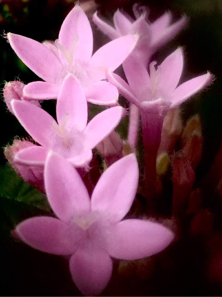 エントランスの画像 by ヒーちゃんさん | エントランスと令和最初の植物とペンタス☆とピンクの花と寝室。とお庭を彩るお花・樹木フォトコンと町田市と広い庭☘️と花言葉と車庫。と多肉女子とGreenSnapmarcheと花のある暮らしとお散歩と玄関。と家庭菜園奮闘日記とわが家のエントランスとGREEN UP!と畑。と出かけ先とバルコニー。と花しょうぶ