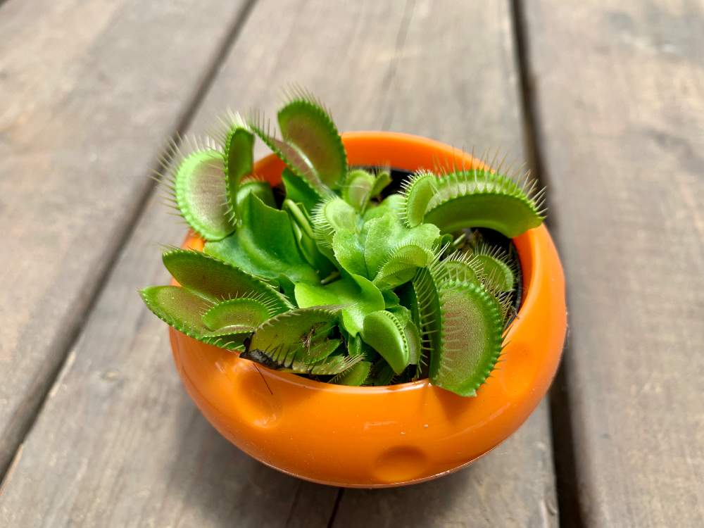 インテリアの画像 by Flower Villageさん | インテリアと観葉植物と食虫植物 ハエトリグサとボタニカルライフと食虫植物と食虫植物 ハエトリソウとベランダガーデニングと鷺沼とベランダガーデンと植中毒とフラワービレッジと神奈川県と花のある暮らしとflowervillageと川崎市内とベランダーとインテリアグリーン
