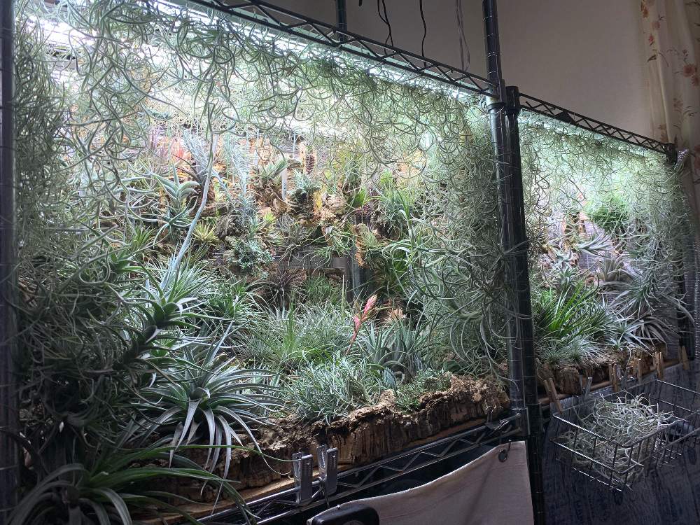 部屋の画像 by しゅんさん | 部屋と着生植物と観葉植物と植物のある暮らしと植中毒とチララックとエアプランツとエアープランツ/チランジアとウスネの森ラック