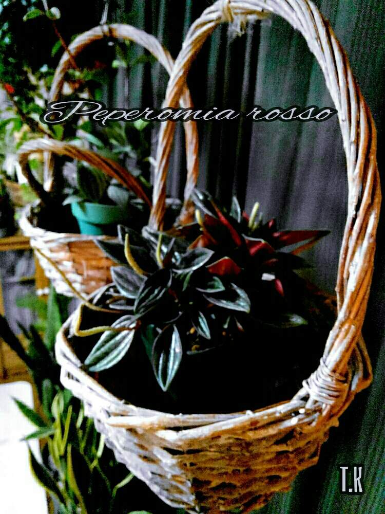 部屋の画像 by T.Kさん | 部屋と観葉植物を楽しむと梅雨入りと観葉植物と植物男子とペペロミア属とペペロミアロッソ☆
