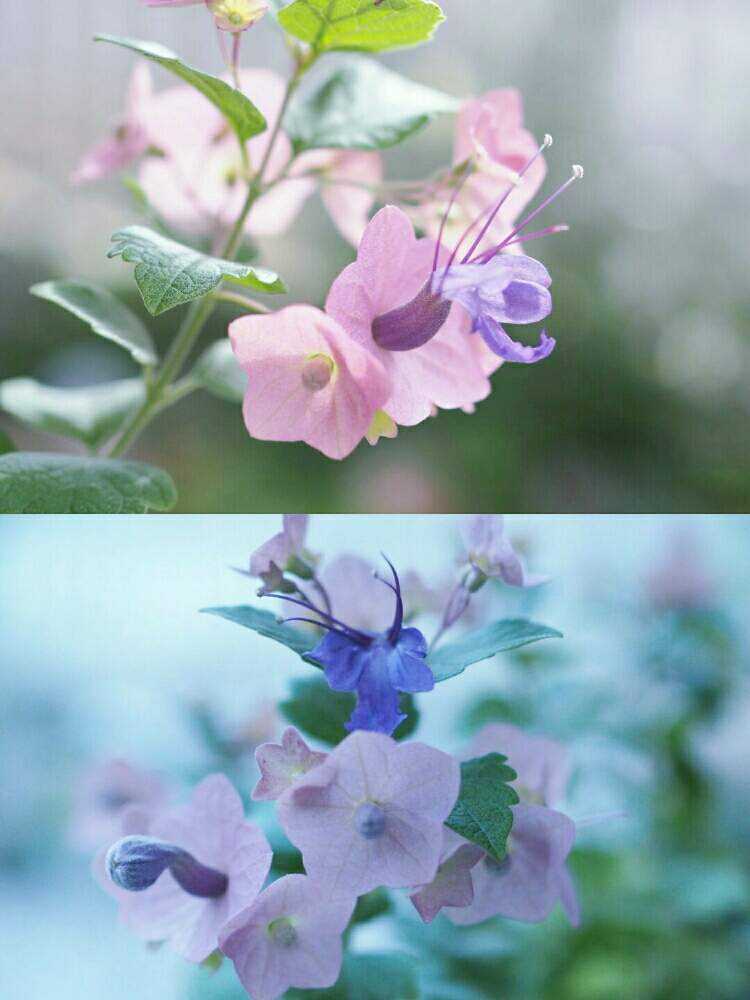 小さな庭の画像 by さやさん | 小さな庭とチャイニーズハットと蝶々みたいと*チャイニーズハット*といやし♡ときれいな色と早朝撮影とガーデニングと花のある暮らし