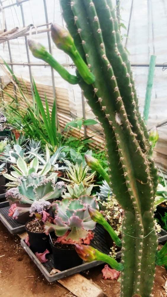 畑の画像 by CCCRスキさん | 畑と神代柱とサボテンと多肉植物とサボテン科と癒し…と植中毒と神代桂☆と多肉植物とサボテンとしあわせ♡とタニラーと花のある暮らしと 柱サボテン